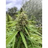 Fleur de CBD Skunk Dream Outdoor, cultivée en extérieur, riche en CBD