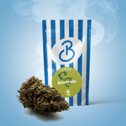 Fleur de CBD Amnesia Outdoor, saveur terreuse, cultivée en plein air, riche en CBD