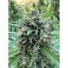 Fleur de CBD Amnesia Outdoor, saveur terreuse, cultivée en plein air, riche en CBD