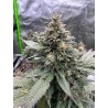 Super skunk indoor CBD. CBD BIO Français