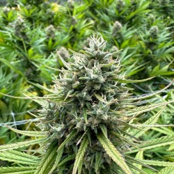 fleurs d'orange bud en plein champ.