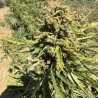 Teelt van Pineapple Kush CBD in de buitenlucht: ambachtelijke productie in de open lucht, gevarieerde oogsten van Hoku Seeds.