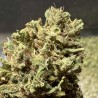 Gros plan Pineapple Kush CBD : trichomes visibles, têtes résineuses et arômes d’ananas bien mûr – qualité artisanale outdoor.