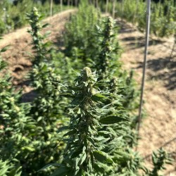 plantes de the daiquiri factory CBD en plain champ