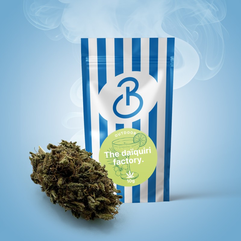 Fleur CBD The Daiquiri Factory – 13% CBD, arômes citron vert et notes gazy, effet puissant.