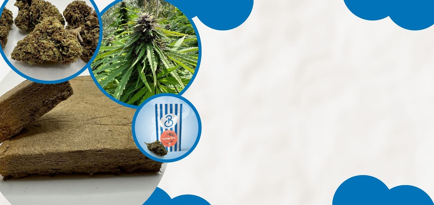 Buen cannabis en Bonnabis