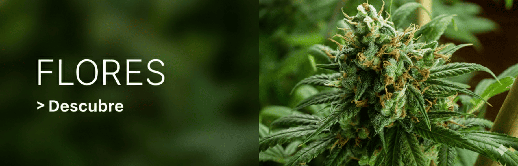 Flores CBD