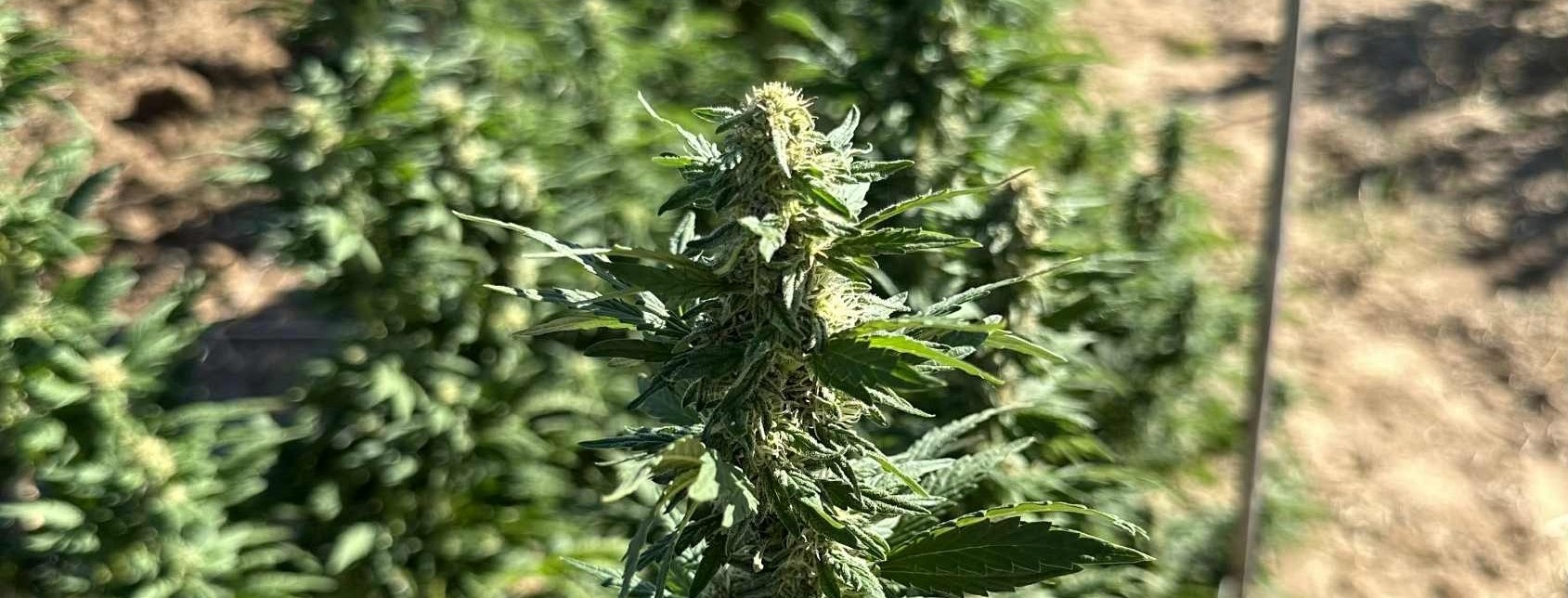 Fleurs CBD Bonnabis producteur français